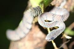 Asthenodipsas laevis