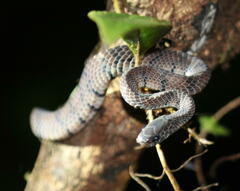 Asthenodipsas laevis