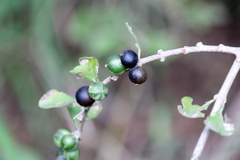 Randia obcordata