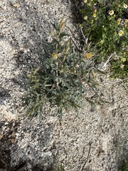 Mentzelia hirsutissima