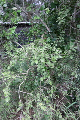 Randia obcordata