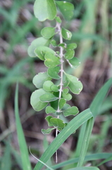 Randia obcordata