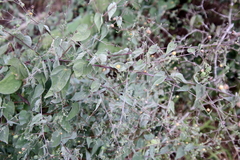Abutilon trisulcatum