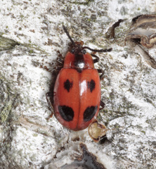 Endomychus coccineus