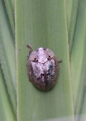 Physonota alutacea