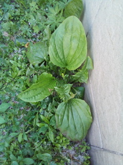 Plantago major