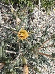 Mentzelia hirsutissima