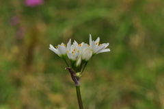 Nothoscordum