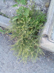 Lepidium ruderale