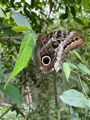 Caligo atreus