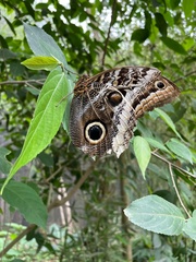 Caligo atreus