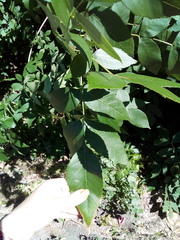 Fraxinus pennsylvanica