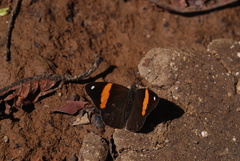 Diaethria pandama