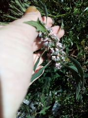 Leonurus quinquelobatus