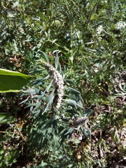 Leonurus quinquelobatus