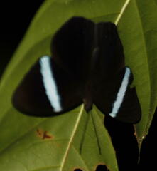 Amnosia decora