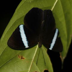 Amnosia decora