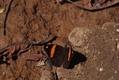Diaethria pandama
