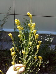 Erysimum marschallianum