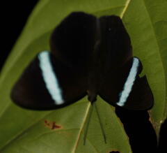 Amnosia decora