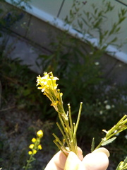 Erysimum marschallianum