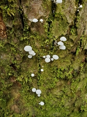 Marasmiellus candidus