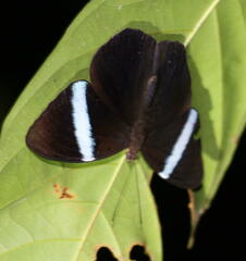 Amnosia decora