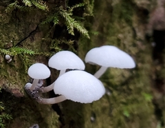 Marasmiellus candidus
