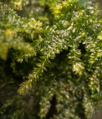 Plagiothecium denticulatum