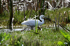 Egretta garzetta nigripes