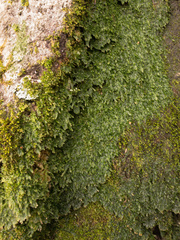 Plagiothecium denticulatum
