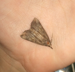 Hypena