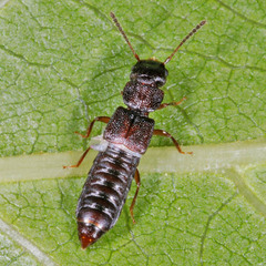 Oxytelinae