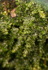 Plagiothecium denticulatum