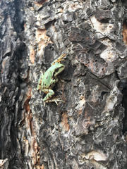 Hyla wrightorum