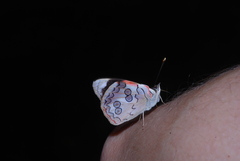 Diaethria pandama