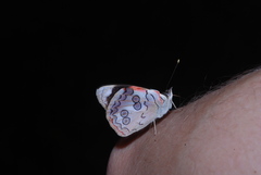 Diaethria pandama