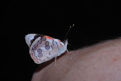 Diaethria pandama