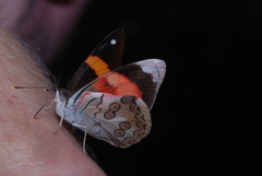 Diaethria pandama