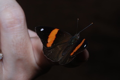 Diaethria pandama
