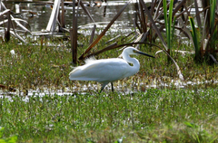 Egretta garzetta nigripes