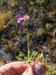 Penstemon heterodoxus