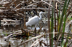 Egretta garzetta nigripes