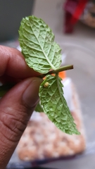 Coccinellinae