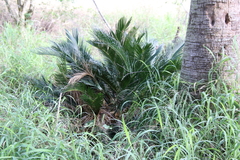 Cycas revoluta