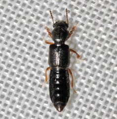 Bledius