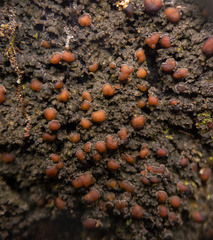 Fuscopannaria leucosticta