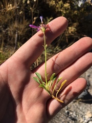 Penstemon heterodoxus