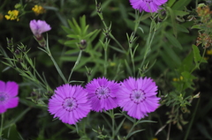 Dianthus campestris