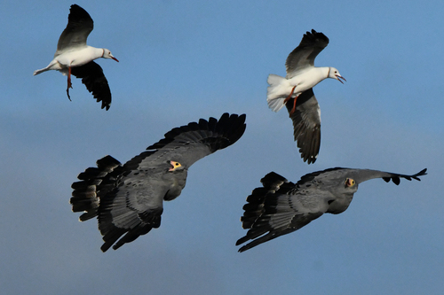 Gray-hooded Gull｜灰头鸥 参考照片